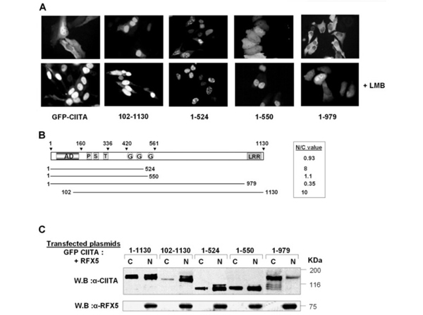 Fluorescence and Western Blot using CIITA and RFX5