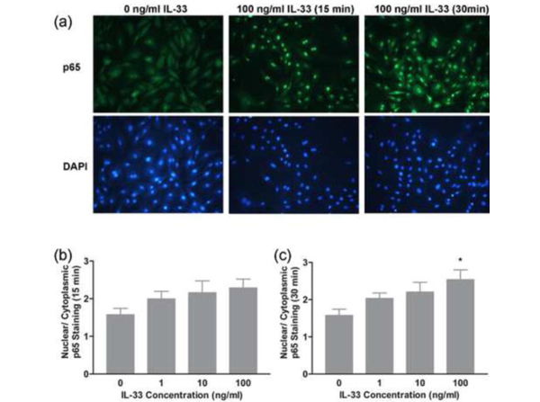 Immunocytochemical Staining using NF-kB p65.
