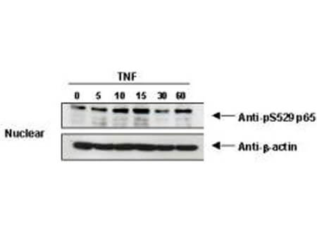 Anti-NFKB p65 (Rel A) pS529 Antibody - Western Blot