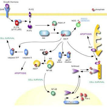 AKT Metabolic Pathway