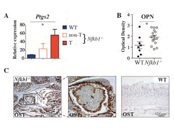 Immunostaining of osteopontin