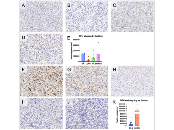 Immunostaining of osteopontin