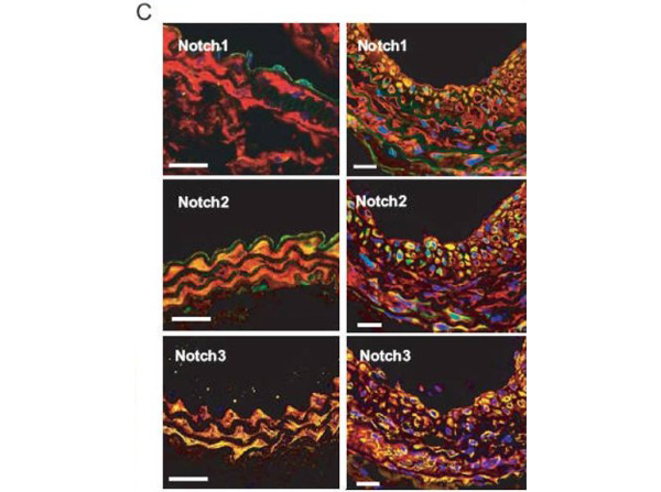 Immunofluorescence staining of Notch2