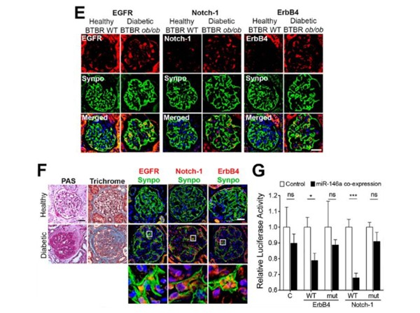 Immunofluorescence of Notch1