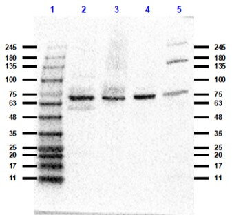 Western Blot of Rabbit Anti-Notch 2 N-Term Antibody
