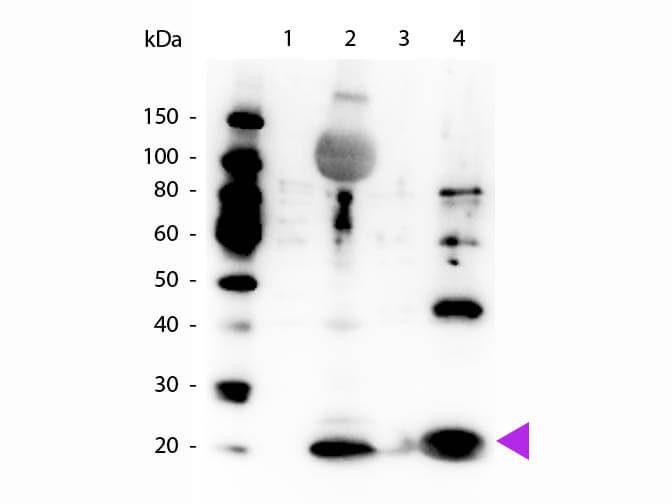 Myosin phospho S19/phospho S20 Antibody - WB
