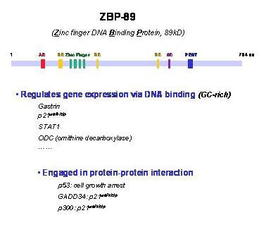 Schematic diagram of ZBP-89 protein domains and function.
