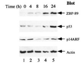 Anti-ZBP-89 Antibody - Western Blot