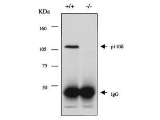 PI3-kinase p110 delta Antibody
