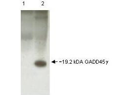 Anti-GADD45 gamma Antibody - Western Blot