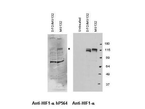 HIF-1-alpha hydroxy P564 Antibody