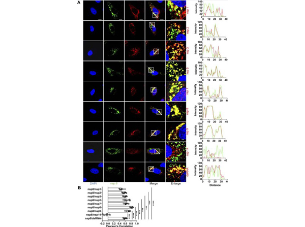 Colocalization of nsp8