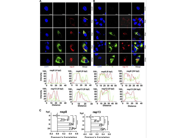 Time course of nsp8 and nsp13 detection.