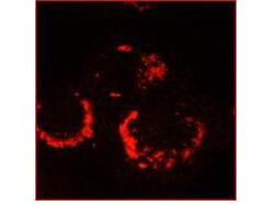 Anti-SARS-CoV nsp13 Antibody - Immunofluorescence Microscopy