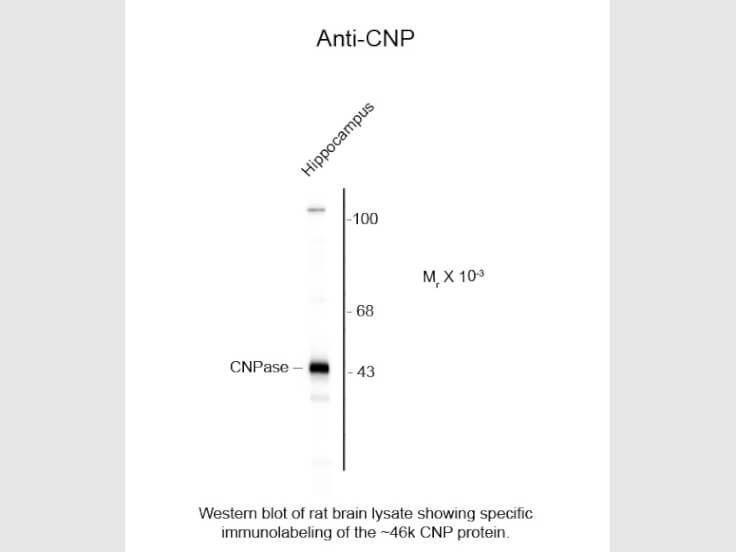 Western Blot of Anti-CNP (2,3-cyclic nucleotide-3-phosphodiesterase) (Rabbit) Antibody - 100-401-D21