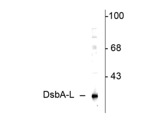 Western Blot of Anti-DsbA-L Antibody