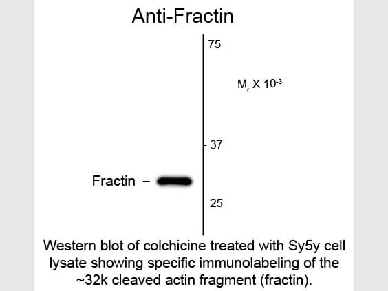 Fractin Antibody