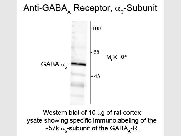 Western Blot of Anti-GABA(A) Receptor alpha 6 (Rabbit) Antibody - 100-401-D48