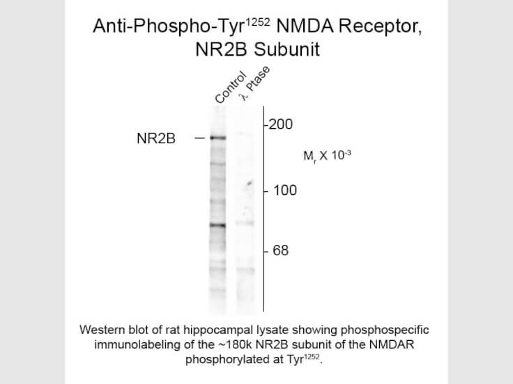 Western blot of Anti-NMDA R2B pT1252 (Rabbit) Antibody - 612-401-D92