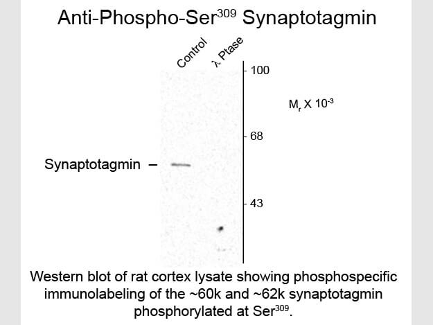 Western blot of Anti-Synaptotagmin pS309 (Rabbit) Antibody - 612-401-E39