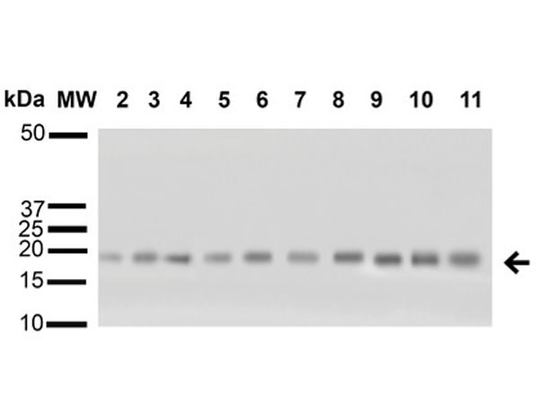 Western blot of Alpha B Crystallin
