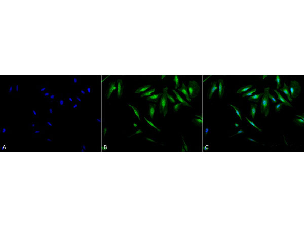 Immunofluorescence of Rabbit Anti-Alpha B Crystallin Antibody