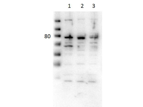 Western Blot of Rabbit Anti-CD31 Antibody