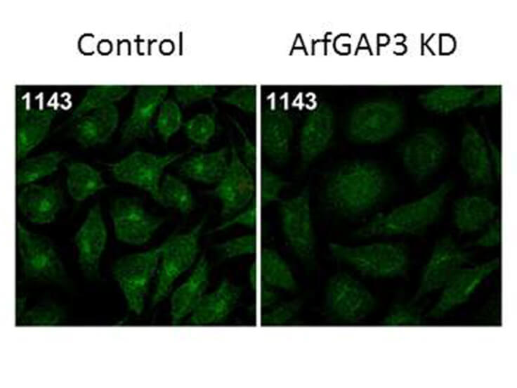 Immunofluorescence Microscopy - Anti-ArfGAP3 Antibody