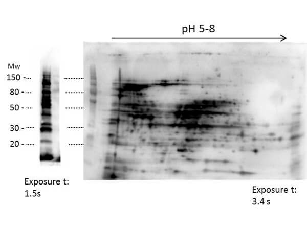 2D Western Blot of anti-E.coli HMW-HCP antibody