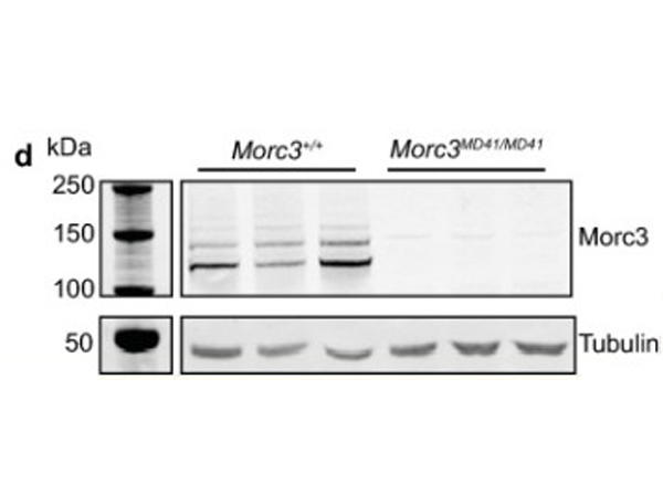 Western blot of Morc3