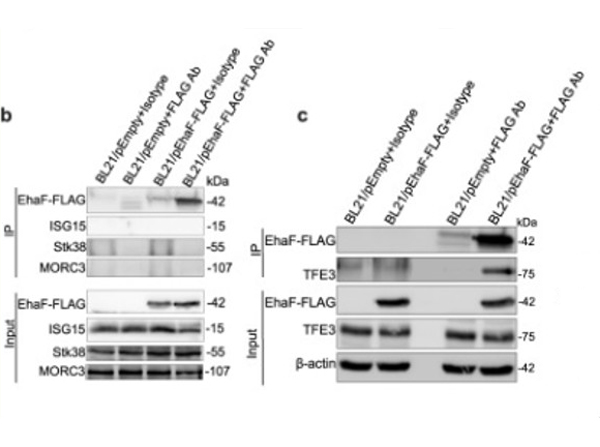 Western blot of Morc3
