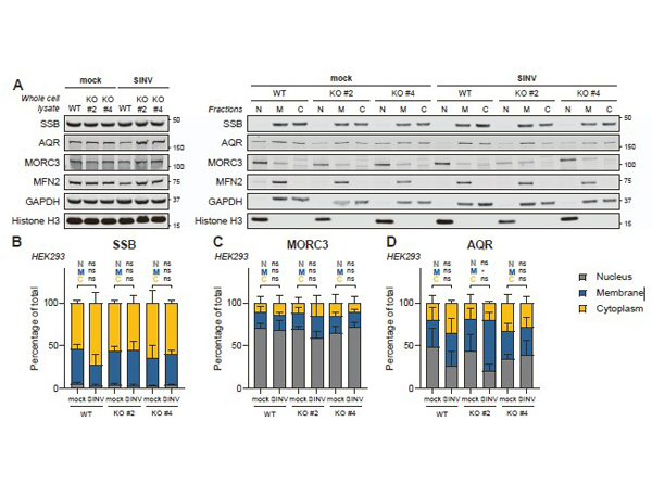 Western blot of Morc3