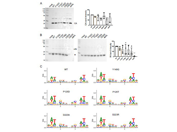 Western Blot of MMTV