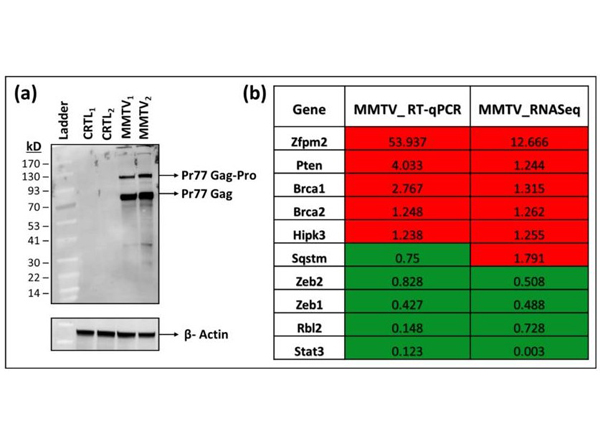 Western Blot of MMTV