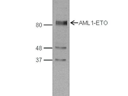 Western blot of Anti-AML1-ETO antibody