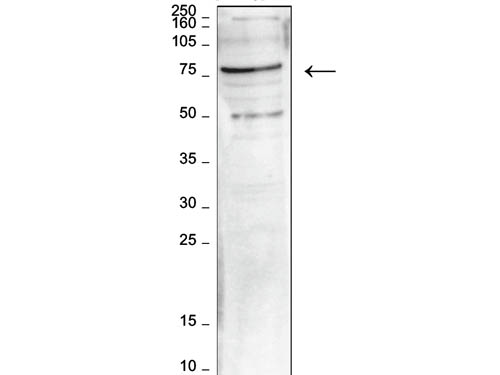 Western Blot results of Rabbit anti-hLeo1 antibody.