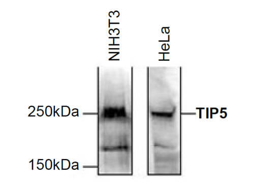 Western Blot of anti-TIP5 antibody