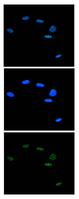 Immunofluorescence Microscopy of anti-Ash2 antibody