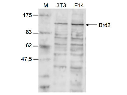 Western Blot of anti-Brd2 antibody
