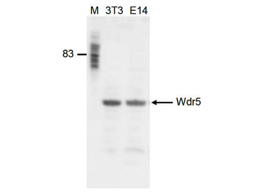 Western Blot of anti-Wdr5 antibody