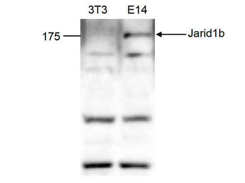 Western Blot of anti-Jarid1b antibody