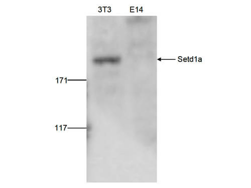 Western Blot of anti-Setd1a antibody