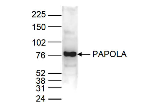 Western Blot of anti-PAPOLA antibody