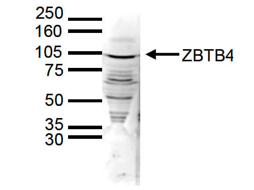 Western Blot of anti-ZBTB4 antibody