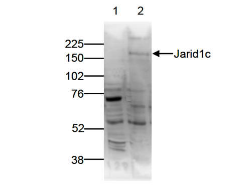 Western Blot of anti-Jarid1c antibody