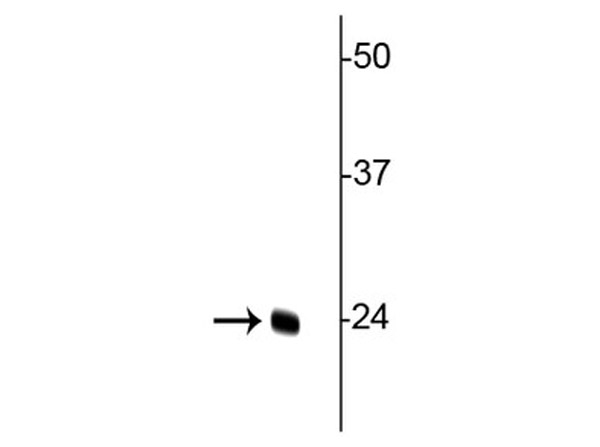 Western blot of Anti-TFAM antibody