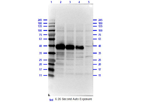 Western Blot analysis of Rabbit Anti-Peroxidase Antibody
