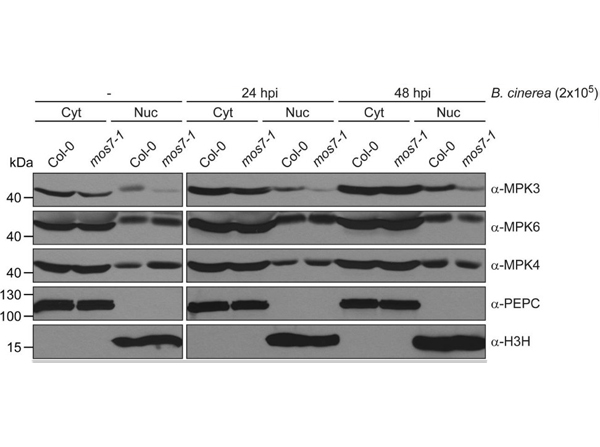 Western Blot of Phospho Enol Pyruvate Carboxylase