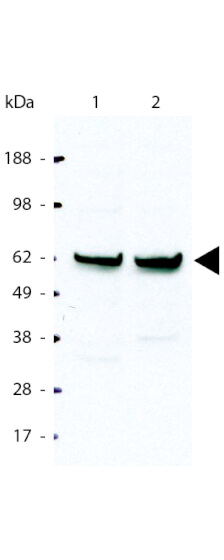 Anti-NFkb p 65 Rel A Antibody - Western Blot