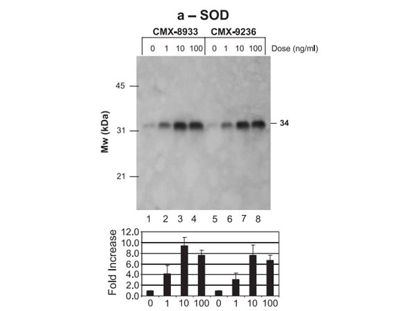 Western Blot of Anti-Superoxide Dismutase (RABBIT) Antibody